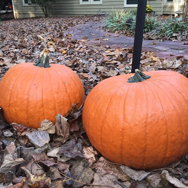 Its that time of year at the Pedersen household